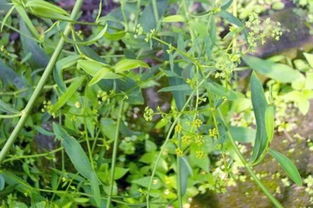 一年生中藥材的種類與特點