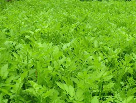 南城雜草藏珍寶，腳下良藥不識君